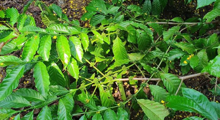 DINH DƯỠNG CHO CÀ PHÊ GIAI ĐOẠN TRÁI NON