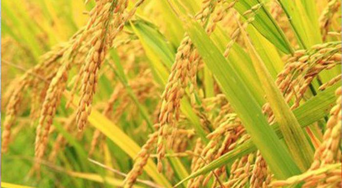 HIỆU QUẢ TỪ VIỆC SỬ DỤNG SẢN PHẨM PHÂN BÓN BÌNH ĐIỀN II CỦA NÔNG DÂN ẤP KIẾN SƠN, XÃ KIÊN BÌNH, HUYỆN KIÊN LƯƠNG TRONG VỤ ĐÔNG XUÂN 2019-2020