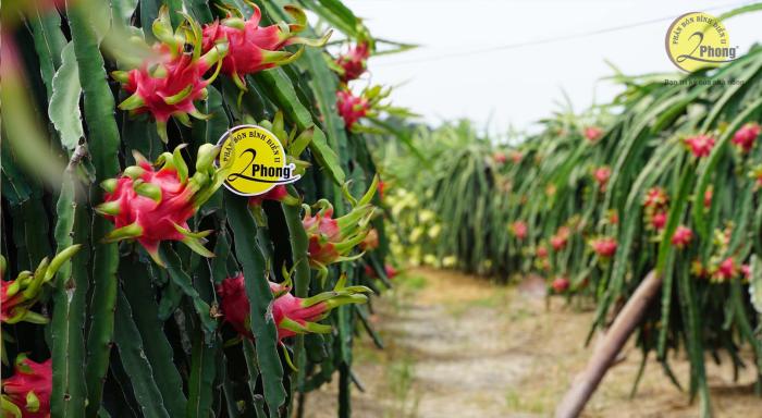 PHÂN BÓN 2PHONG TỪNG BƯỚC LÀM HÀI LÒNG NHÀ NÔNG